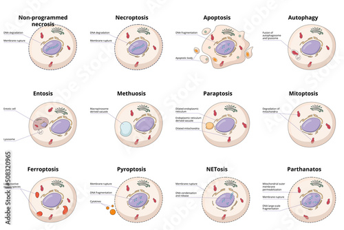 Cell death types: general differences between cell death processes, including common necrosis, autophagy, apoptosis, and specific entosis, paraptosis, and ferroptosis.