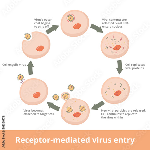 Detailed process of receptor-mediated virus fusion. Receptor-mediated Virus entry into host cells: virus attaches, is engulfed by host cell, viral contents are released and the replication begins.