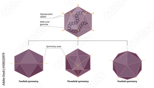 Symmetry variations of viral icosahedron capsid. Three types of icosahedron capsid: twofold, threefold, and fivefold symmetry. photo