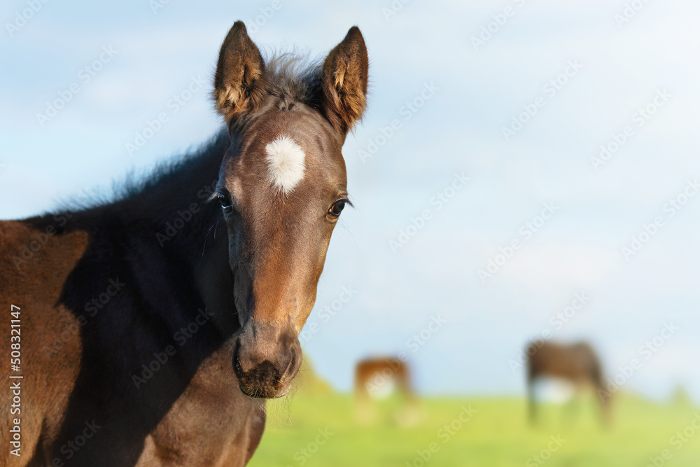 The foal head is a close-up. Portrait of a thoroughbred colt grazing in a meadow. Pasture on a sunny summer day. Summer background The foal head is a close-up. Portrait of a thoroughbred colt grazing in a meadow. Pasture on a sunny summer day. Summer background