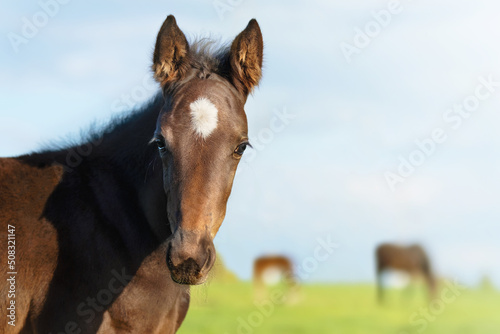 The foal head is a close-up. Portrait of a thoroughbred colt grazing in a meadow. Pasture on a sunny summer day. Summer background
