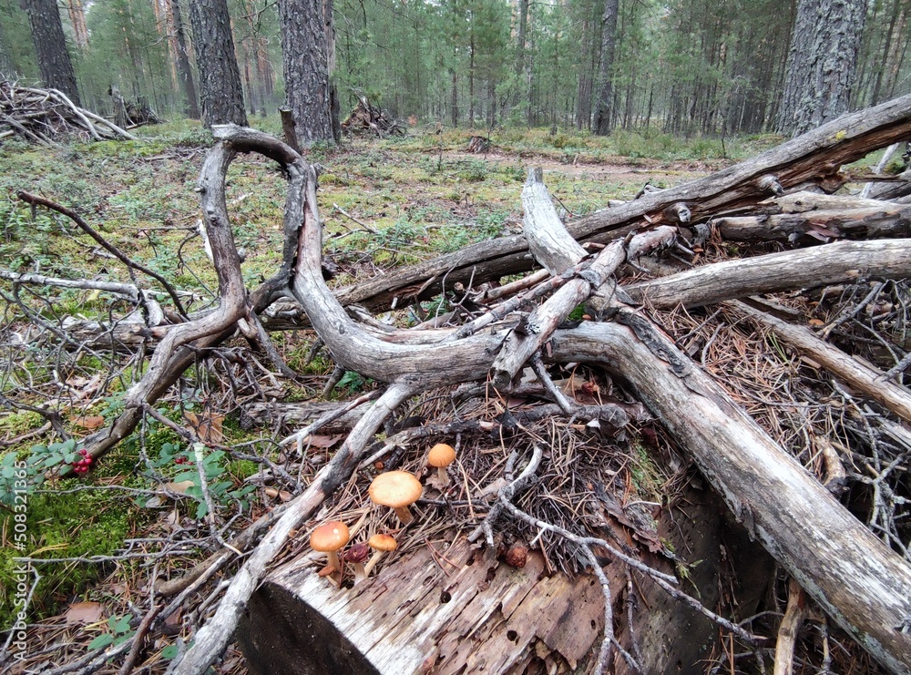 Mushrooms grew in the forest. In a pine forest, among moss, heather and fallen branches, on an old trunk of a fallen tree, mushrooms with dark brown caps and brown thin legs grew in a bunch. Mushrooms grew in the forest. In a pine forest, among moss, heather and fallen branches, on an old trunk of a fallen tree, mushrooms with dark brown caps and brown thin legs grew in a bunch.