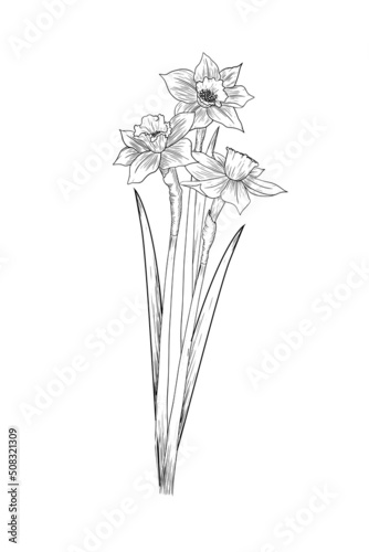 Graphic illustration of a narcissus lined bouquet of daffodils  sketch for tattoo