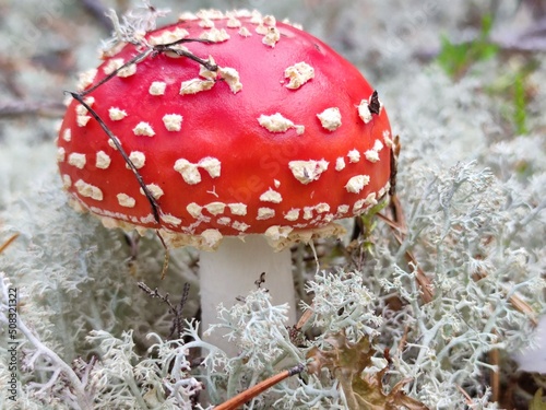 A small fly agaric grows in the forest. In a pine forest among moss, heather and fallen branches and needles, a poisonous mushroom has grown with a red hat with a white dot and a white leg. photo