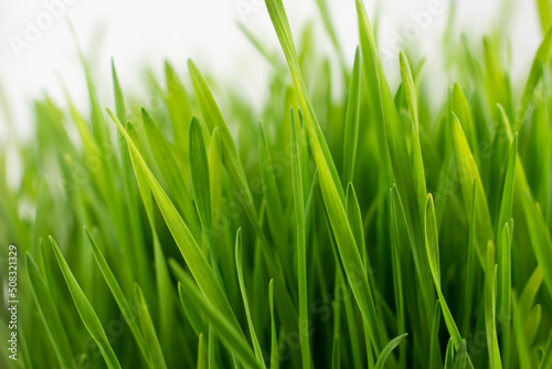 Fresh green grass closes up image.