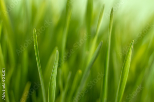 Fresh green grass background macro image. selective focus.