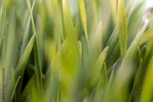 Fresh green grass background with water drops macro image, selective focus.