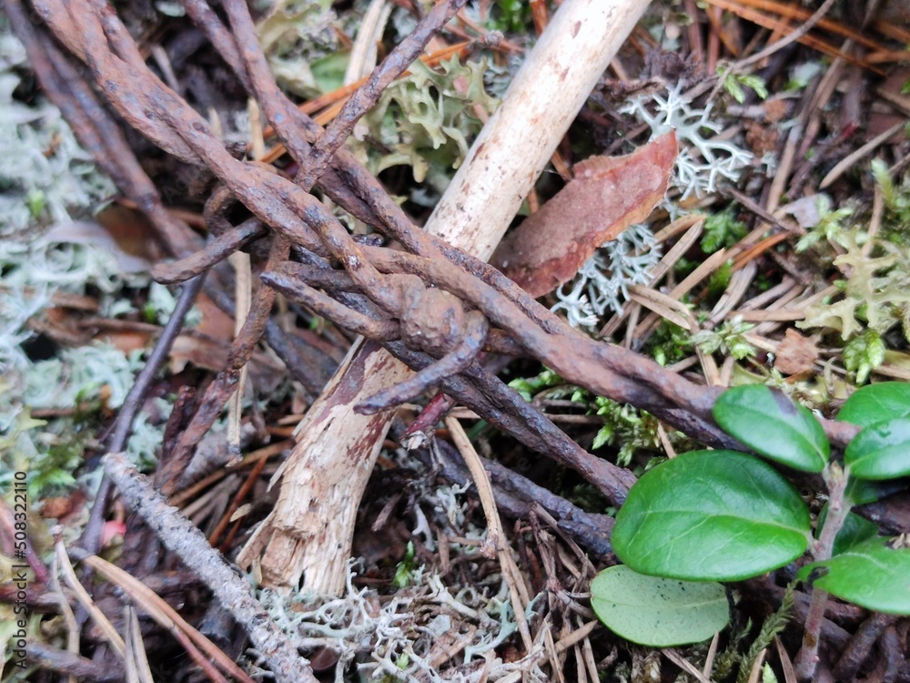 Barbed wire in the forest. In a pine forest among light green lichen, lingonberry sprouts and fallen pine needles lies twisted rusty barbed wire left after the Second World War.