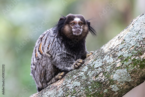 Little monkey marmoset. The smallest primate. Humanoid ape. Funny, fluffy, cute monkey.