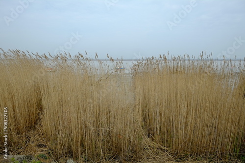 Some dry herbs on the Loire river.