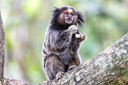 Little monkey marmoset. The smallest primate. Humanoid ape. Funny, fluffy, cute monkey. photo