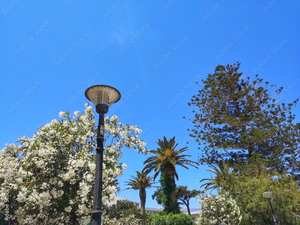 street lamp in the park against the backdrop of flowering trees and palms