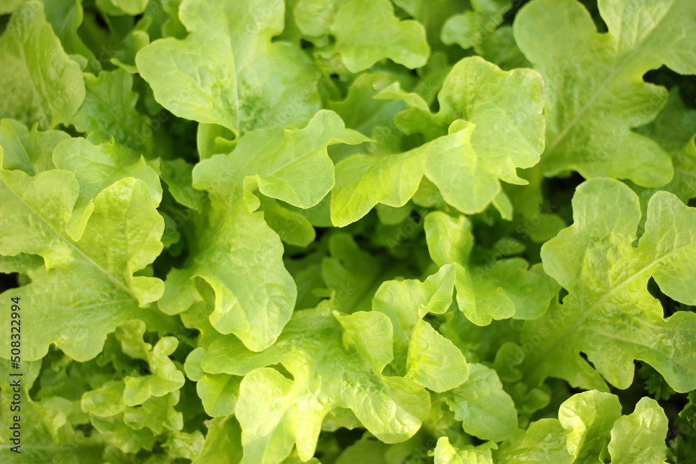 Background of green lettuce leaves. Green leaves close-up. Lettuce grows in the garden