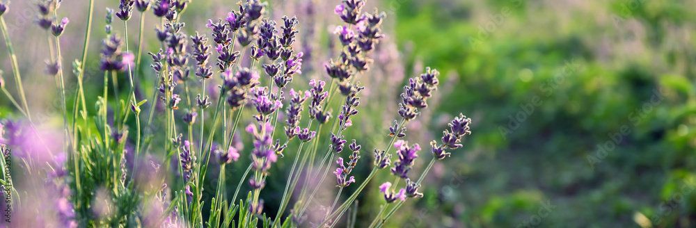 Obraz premium Beautiful blooming lavender in field on summer day