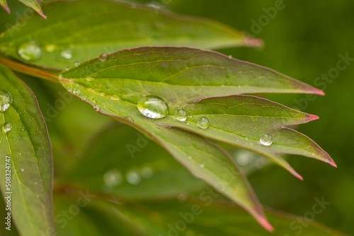 Macro view of raindrops on green peony leaves after rain. 
