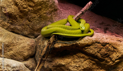 Photos The eastern green mamba (Dendroaspis angusticeps)