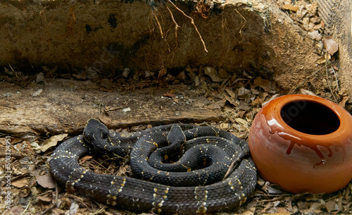 Yellow-banded mangrove snake