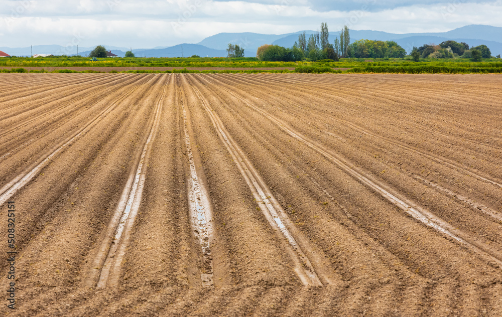 Agriculture field. Rows of plough land with planted potatoes in spring in Canada