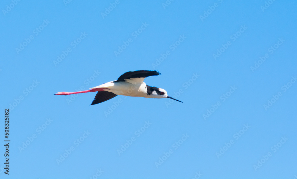 Black necked Stilt, Himantopus melanurus, La Pampa Argentina Black necked Stilt, Himantopus melanurus, La Pampa Argentina