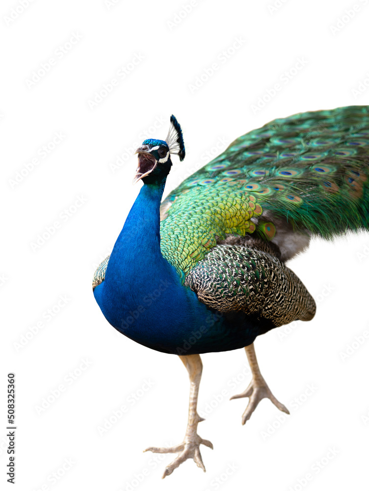 Obraz premium singing peacock isolated on a white