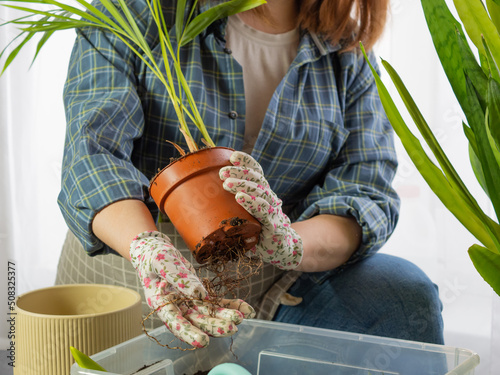 a beautiful girl florist transplants home plants into new pots, a girl takes care of plants, a woman plants home plants