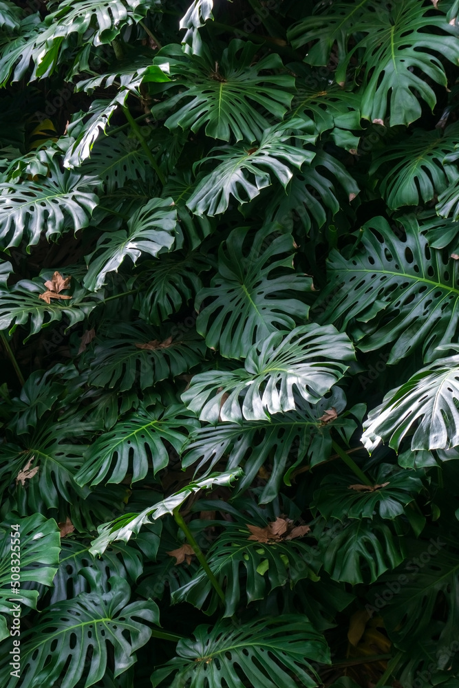 Fototapeta Monstera thickets in the forest background