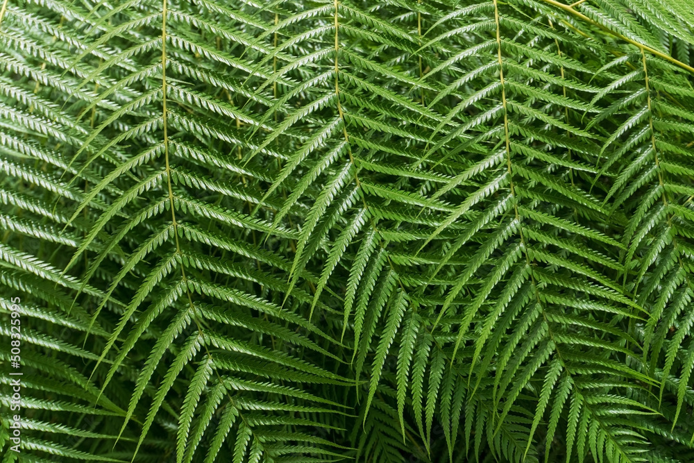 Giant green fern branch background Giant green fern branch background