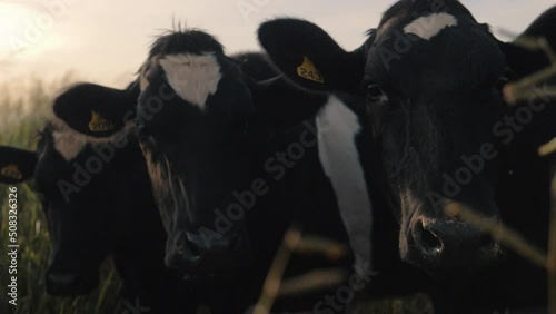 Farm with cattle grazing, closeup of cows photo