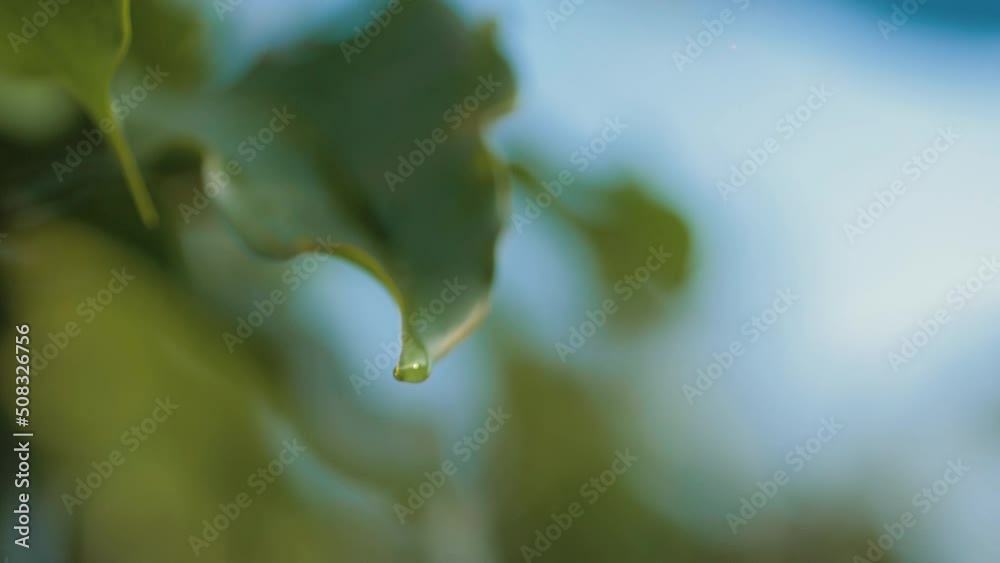Closeup of coffee bean, tree and its leaves Closeup of coffee bean, tree and its leaves