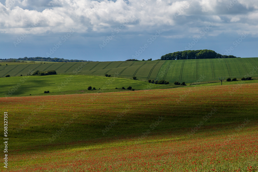 Looking out over the South Downs, with poppies growing in farmland Looking out over the South Downs, with poppies growing in farmland