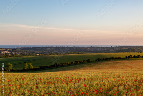Evening light over a poppy field in the South Downs, with the Sussex coast behind