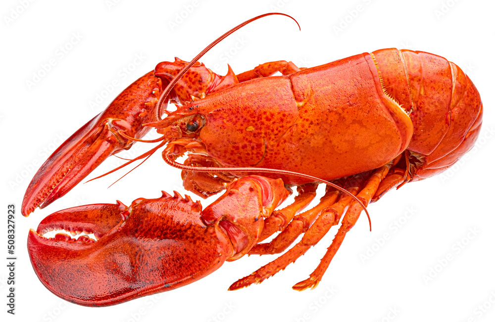 Red lobster isolated on white background Red lobster isolated on white background