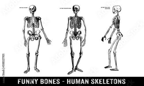 Vector Illustration Sketch of Human Skeletons on White Background