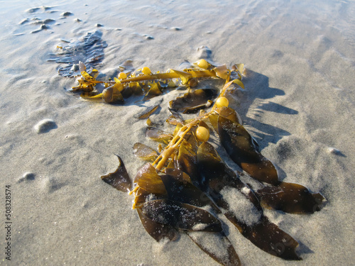 kelp seaweed on beach photo