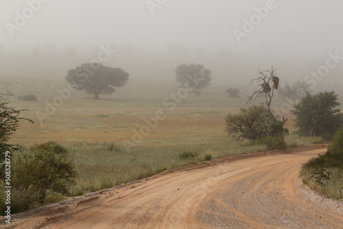 sociable Weaver nest is the mist in the Kgalagadi