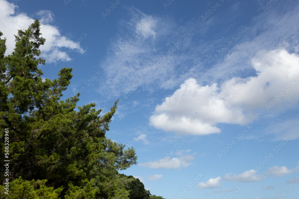 View of the blue sky with clouds and a green tree in the foreground