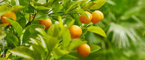Beautiful orange tree with ripe fruit.