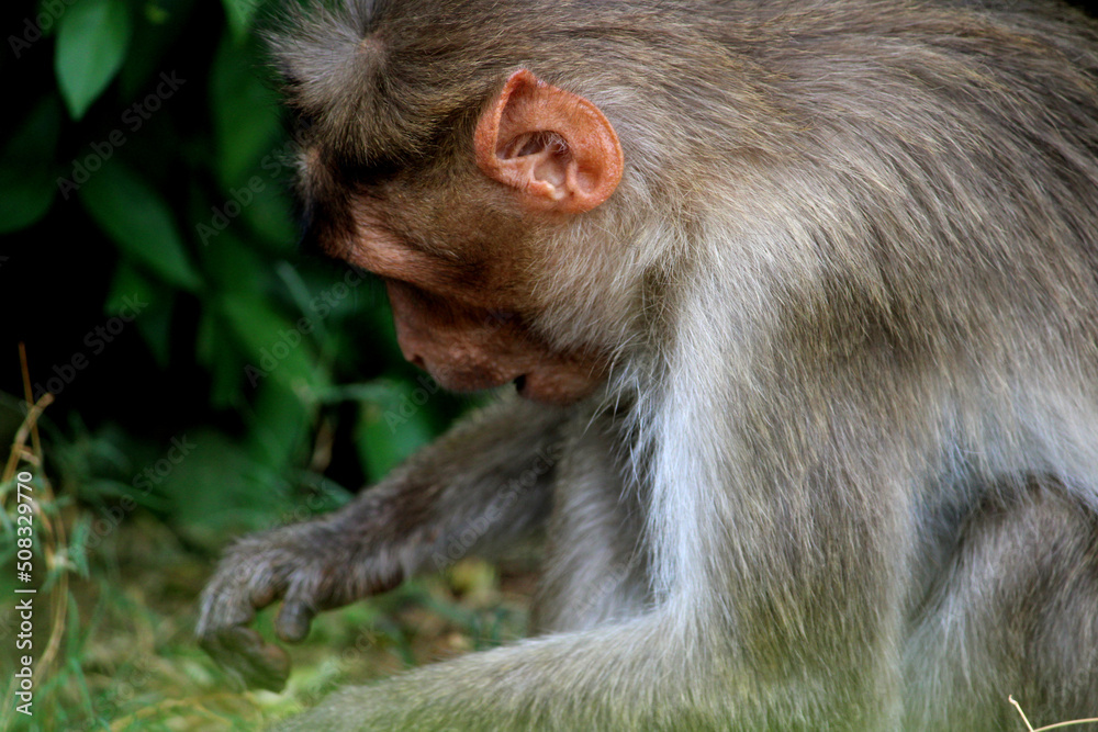 Bonnet macaque (Zati) in the Badami Fort.