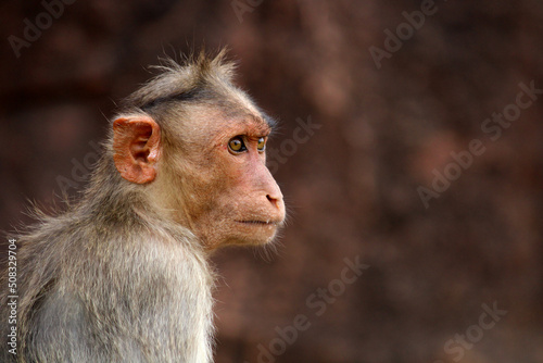 Bonnet macaque  Zati  in the Badami Fort.