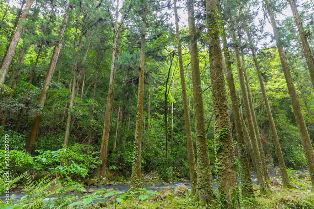 Fototapeta premium 洞窟内 山口県 美祢市 秋芳洞 鍾乳洞 洞窟 川 地下水