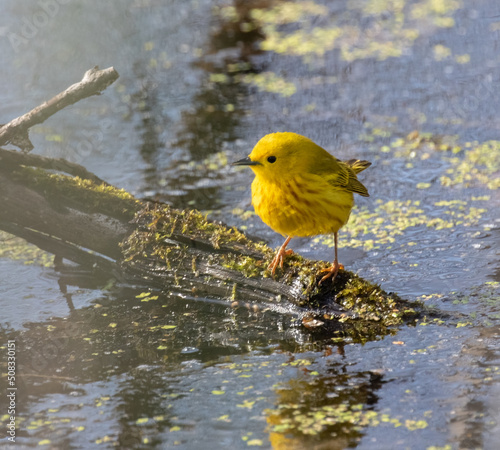 An American  Yellow Warbler (Setophaga petechia) in a swamp environment at Point Pelee National Park in springtime photo