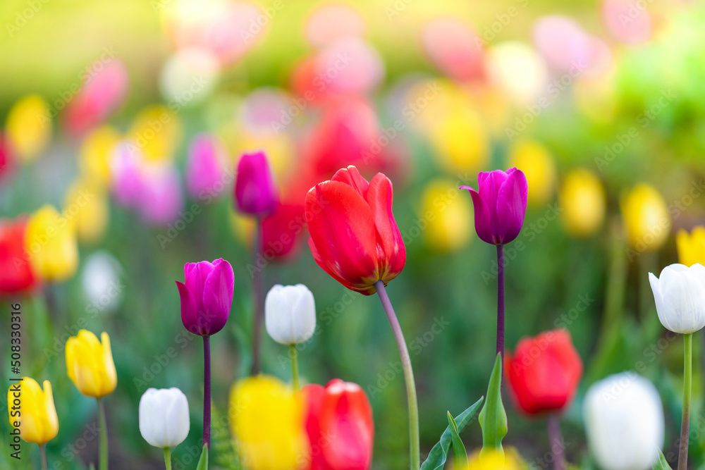 Beautiful tulip flowers blooming in a tulip field, floral background, wallpaper in the light of the morning dawn or sunset.Selective focus.