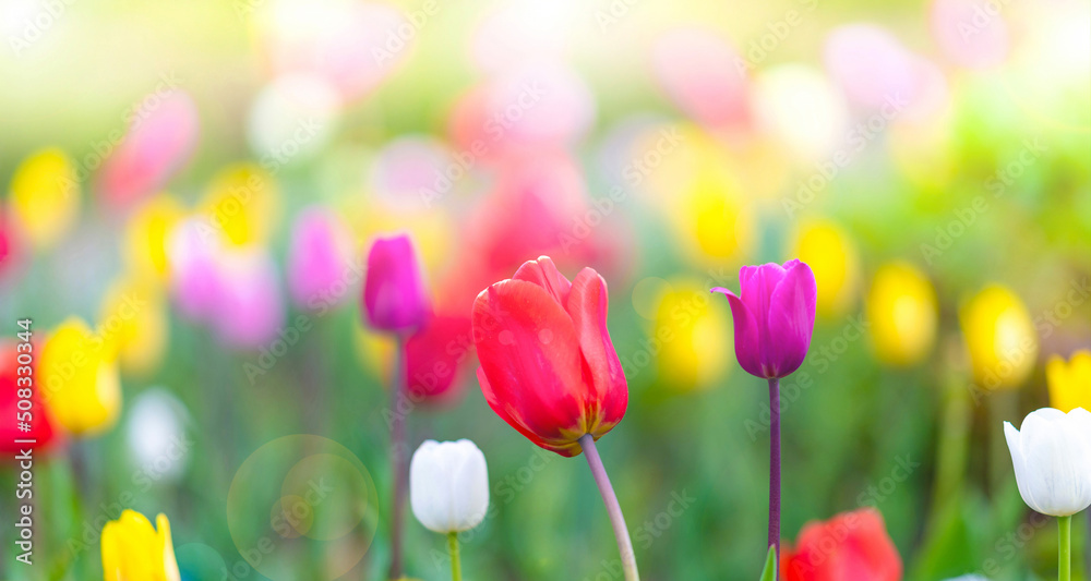 Beautiful tulip flower blooming in a tulip field, floral background, wallpaper in the light of the morning dawn or sunset, taken in backlit and sun glare. Copy space.Selective focus, defocus. Beautiful tulip flower blooming in a tulip field, floral background, wallpaper in the light of the morning dawn or sunset, taken in backlit and sun glare. Copy space.Selective focus, defocus.