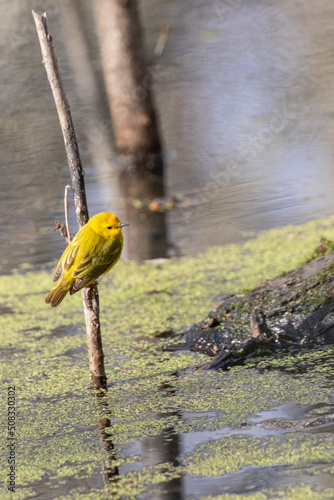 An American  Yellow Warbler (Setophaga petechia) in a swamp environment at Point Pelee National Park in springtime