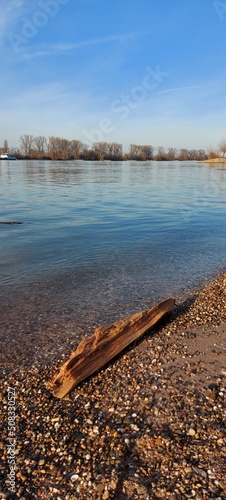 Riverbank in spring with driftwood in foreground, Rhine near Gernsheim. Flussufer im Frühling mit Treibholz im Vordergrund, Rhein bei Gernsheim 