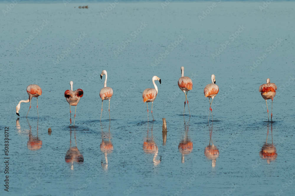 Flamingos rest in a salty lagoon, La Pampa Province,Patagonia, Argentina.