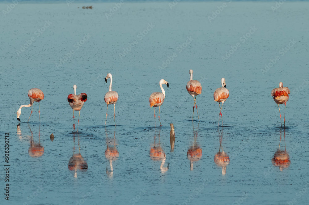 Obraz premium Flamingos rest in a salty lagoon, La Pampa Province,Patagonia, Argentina.