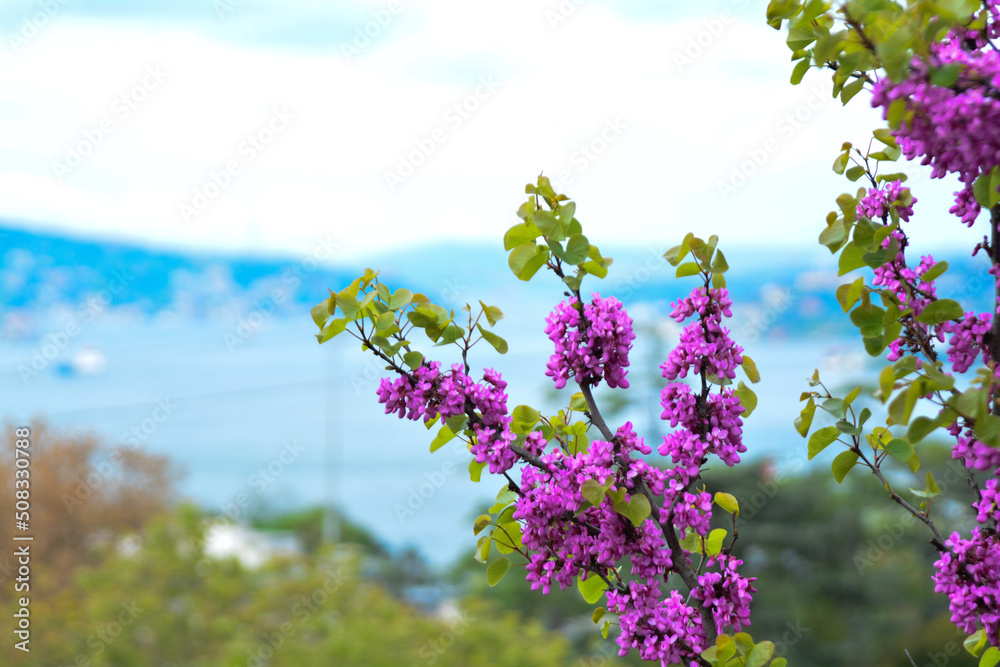 Redbud (red bud) trees in May in Istanbul