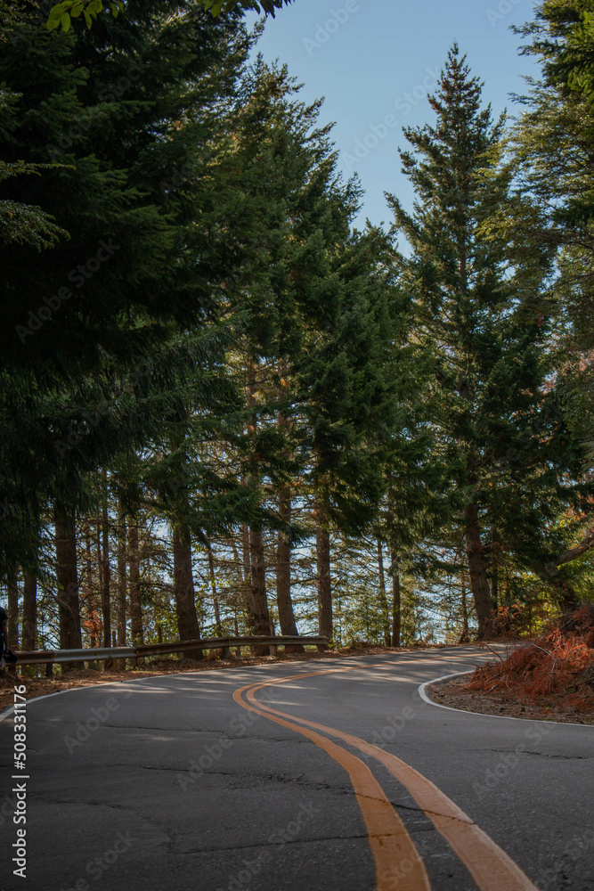 Naklejka premium empty road curve with yellow lines surrounded by trees and pines