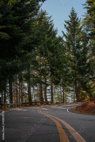 empty road curve with yellow lines surrounded by trees and pines